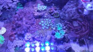 Автодолив в аквариум