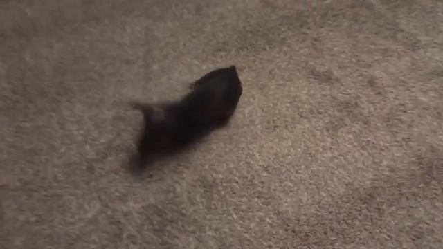 Java и мохнатый ковер (1) смотреть онлайн