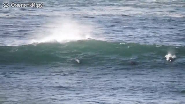 Дельфин сбил с ног сёрфера смотреть онлайн