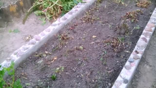 Щавель без цветоносов