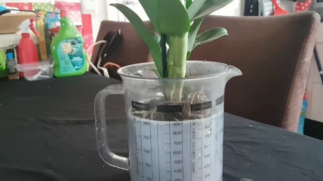 My newest baby's: Paphiopedilum maudiae blackjack and Dendrobium polar fire смотреть онлайн