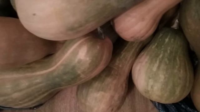 Как сохранить тыкву до весны в квартире. смотреть онлайн