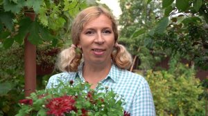 Как посадить голубику