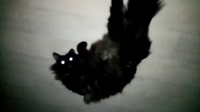 #котночью #черныйкот #котя #котейка #кот #топчик #blackcat #cat #supercat смотреть онлайн