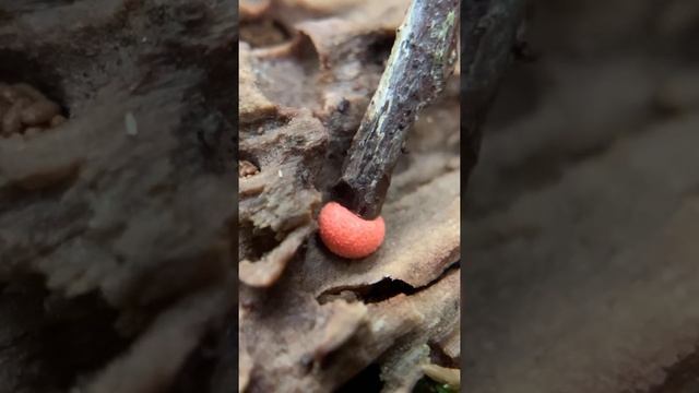 Popping Nature's Pimples: "Wolf's Milk Slime Mold" Lycogala epidendrum