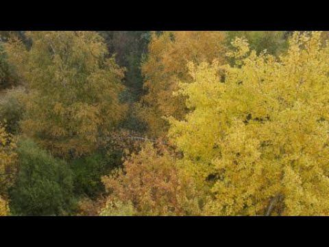 осенний лес 4K
