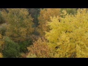 осенний лес 4K