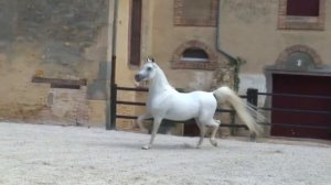 Лошадь арабской породы