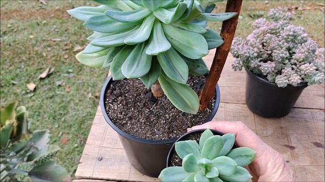 SUCULENTA MÃE X SUCULENTA FILHA - PARTE 2
