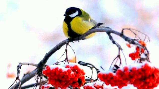 СИНИЧКИН ДЕНЬ ПРАЗДНИК 12 НОЯБРЯ ФУТАЖ (Красивый клип футаж Синичкин день) смотреть онлайн