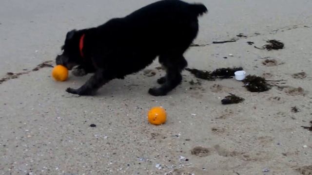 С собакой в Болгарии. Варна. Гаяшины находки. К нам приплыли апельсины. смотреть онлайн