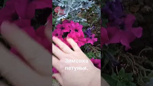Первый способ схранить петунью до весны.#зимовка смотреть онлайн