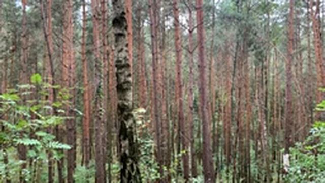 Музыка для сна, лечебная музыка, релакс музыка, лес, птицы, шум листьев, расслабляющая музыка. смотреть онлайн