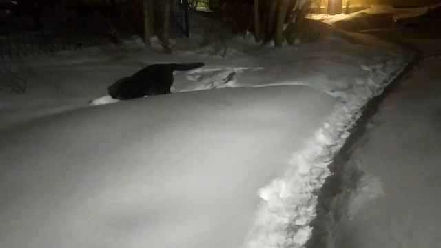 ВЕО восточно европейская овчарка черная 2023-01-29 07-17-42 смотреть онлайн