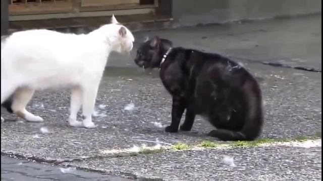 жизнь котов 2 смотреть онлайн