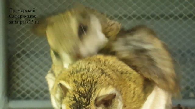 БЕЛКИ ЛЕТЯГИ В ПРИМОРСКОМ САФАРИ ПАРКЕ смотреть онлайн