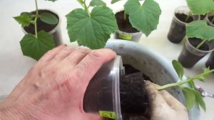 ПЕРЕВАЛКА ОГУРЦОВ В БОЛЬШОЙ СТАКАН. Ольга Чернова.