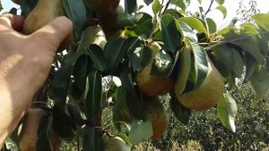 Груша Говерла на Поділлі (Віінницька область).