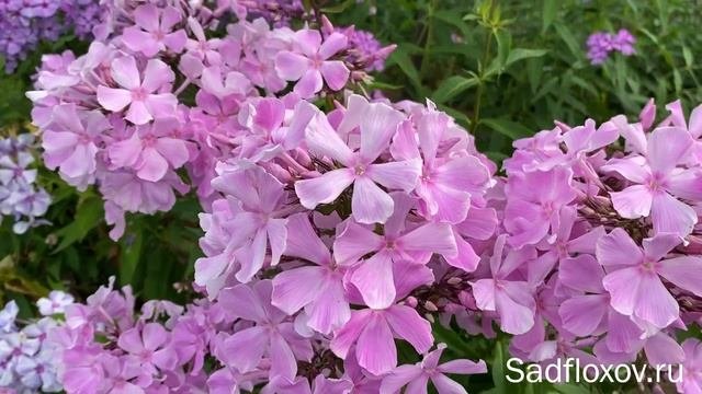 Крупноцветковый флокс Обними, Поцелуй, селекции Ю.А. Репрева