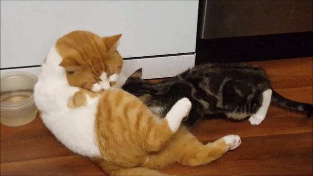 Особая техника массажа от кота Бориса. смотреть онлайн