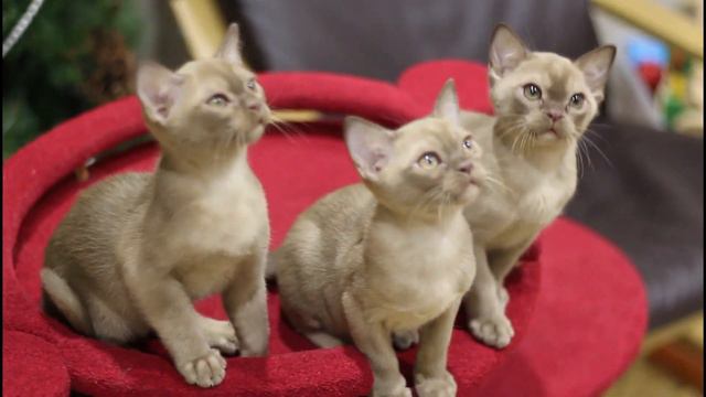 Бурманские котята смотреть онлайн