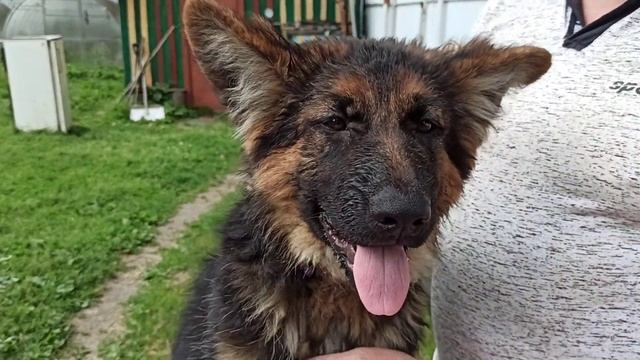 Немецкая овчарка. Обзор щенков Герти. Нам 4 месяца. смотреть онлайн