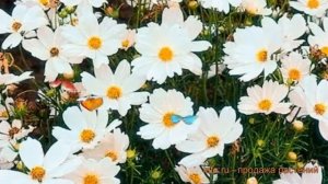 Космея обыкновенный Вайт ? обыкновенный космея Вайт обзор: как сажать, семена космеи Вайт