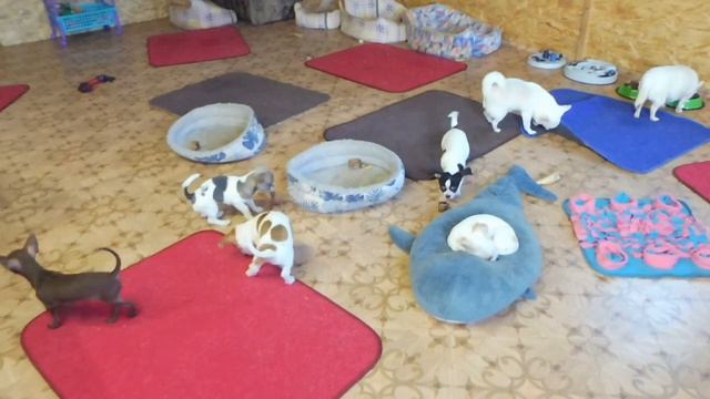 #ПРИВИВКА В КАКОМ ВОЗРАСТЕ ДЕЛАТЬ#КАРАНТИН ПОСЛЕ ПРИВИВКИ#ПРИУЧИТЬ ЩЕНКА К ТУАЛЕТУ#КОРМЛЕНИЕ ЧИХУА смотреть онлайн