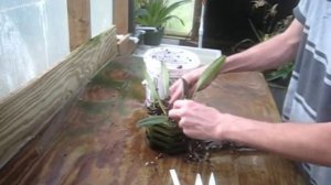 Repotting a Bulbophyllum Orchid in wooden basket using a Bark Mix