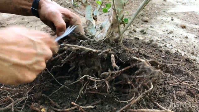 How To Make Bonsai Tree From Ficus Plant For Beginners смотреть онлайн