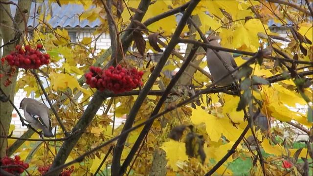 ?Опять? Свиристели прилетели.? ДОБРЫЕ ПОСТУПКИ ? смотреть онлайн