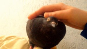 Гладь голубя полностью! Феникс голубь домашний.