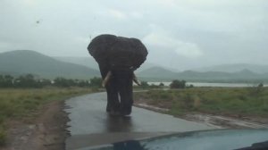 самый высокий слон  идет по дороге