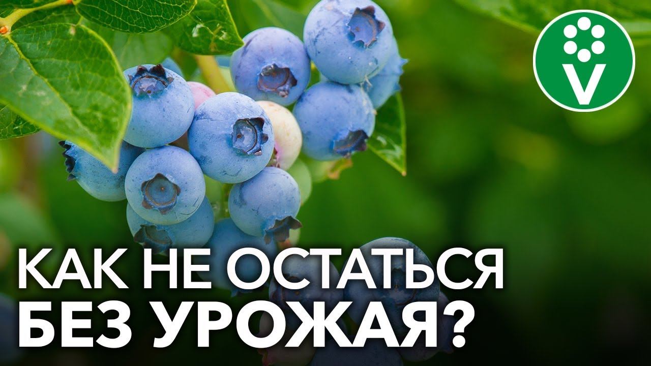 БОЛЕЗНИ ГОЛУБИКИ И СПОСОБЫ ИХ ЛЕЧЕНИЯ. Как не остаться без урожая? смотреть онлайн