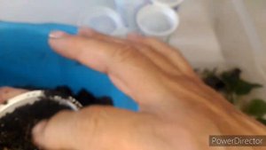 Осеннее черенкование гортензии в перлит, как укоренилась, пересадка в грунт