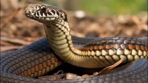 Все ли ЗМЕИ умеют ПЛАВАТЬ?