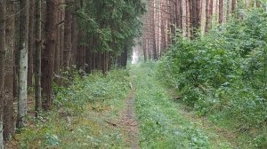 Нагонка Эстонской гончей , после длительной жары 2021г.