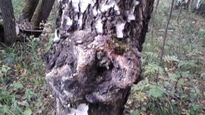 чага на березе, лес уральский, березовая капа