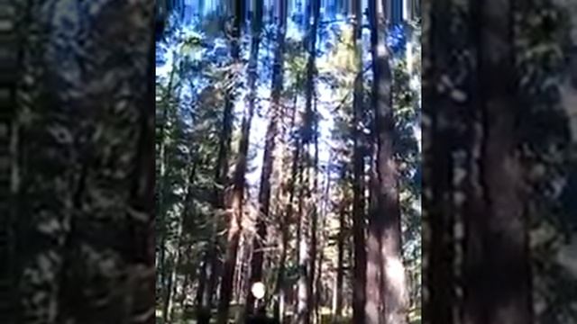 закаменск. Добыча кедрового ореха в Нурте. смотреть онлайн