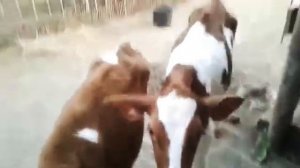 Откорм быков 500 кг за 1,2год все секреты