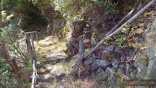 где я собираю мох для орхидей. сакура. смотреть онлайн