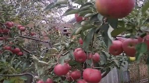 Яблоко Айдаред - урожайчик