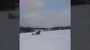 Заездка коня в сани, 3ий раз в упряжи