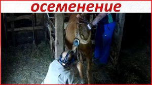 Осеменение КРС. Жизнь в деревне.