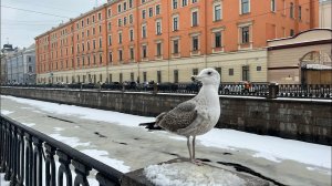 ГУЛЯЮ ПО ПЕТЕРБУРГУ. ПОСЕТИТЬ ОБЯЗАТЕЛЬНО!КАЗАНСКИЙ СОБОР И НЕВЕРОЯТНАЯ МОЗАЙКА ХРАМА СПАСА НА КРОВИ