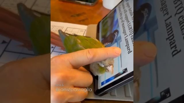 Birb helps hooman use his tablet