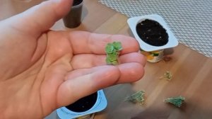 Очиток видный (Седум) - размножение зимой из сухого букета.