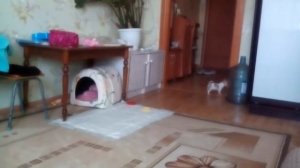 Как тяфкает 3 месячный чихуахуа.