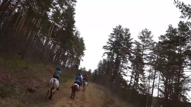 Прогулки на лошадях в Токсово. Экспедиция на Ледниковый шлейф, через 7 озер #конныепрогулки