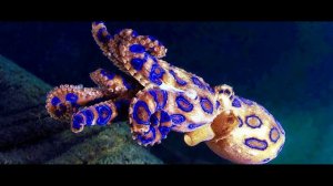 10 Самых Ядовитых Животных В Мире!